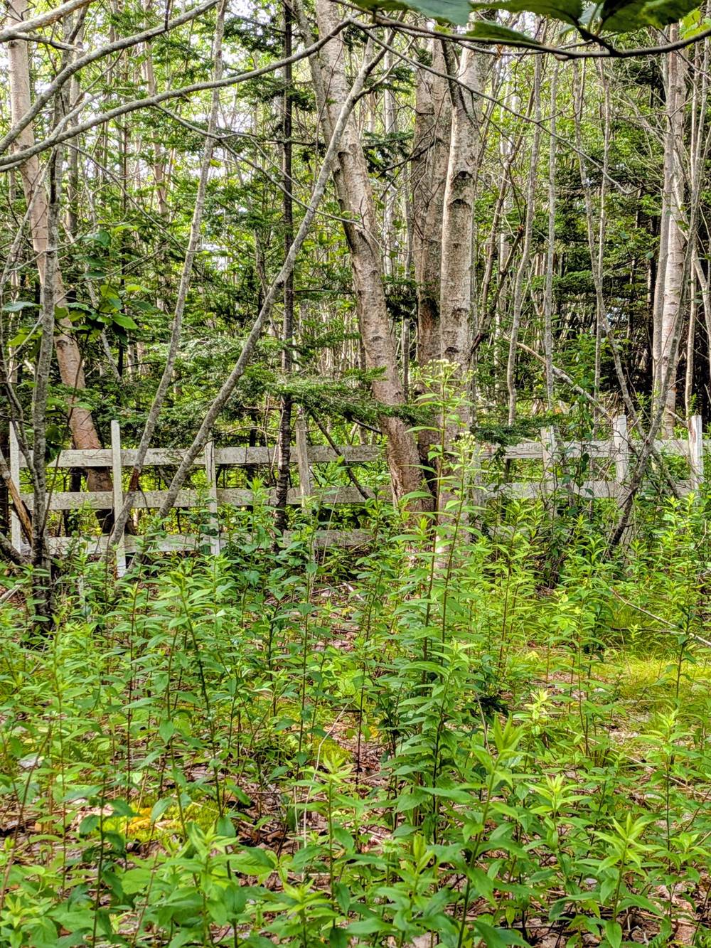 A dense forest with a white fence in the midst of the trees.