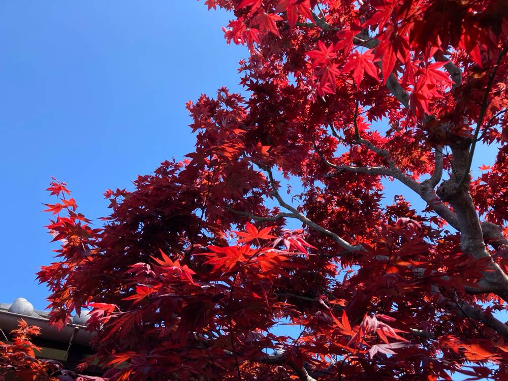 Maple in April
