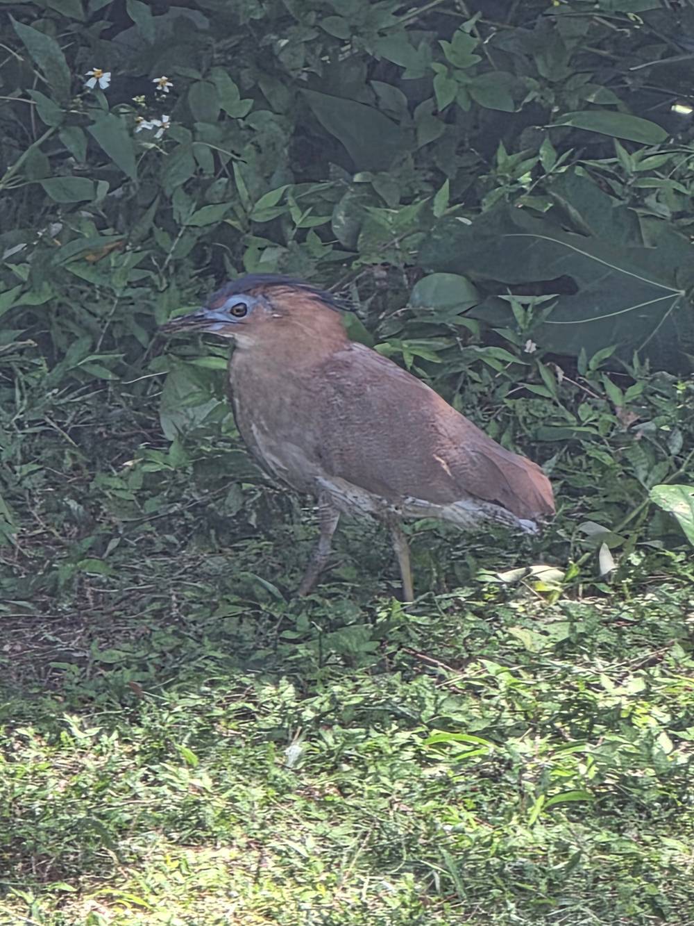 A rare bird in Okinawa