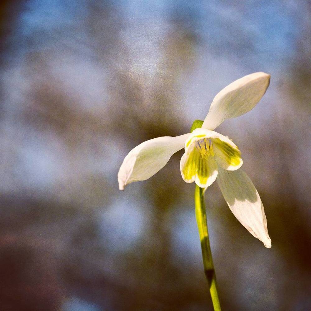 A close-up of a single white snowdrop flower.