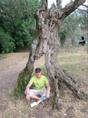 A man sits under a gnarled old tree along a park path.