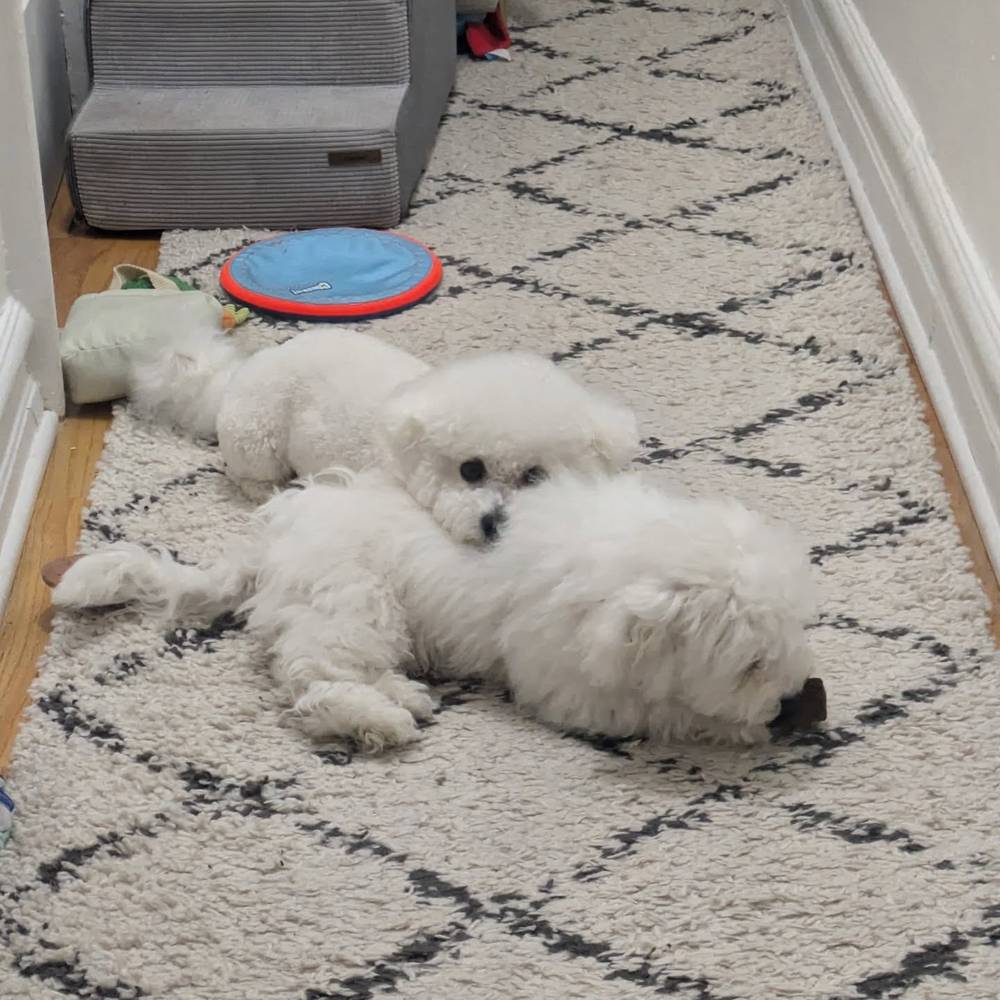 Kewpie is a nice fluffy little pillow 🥰, photo 1 of 1