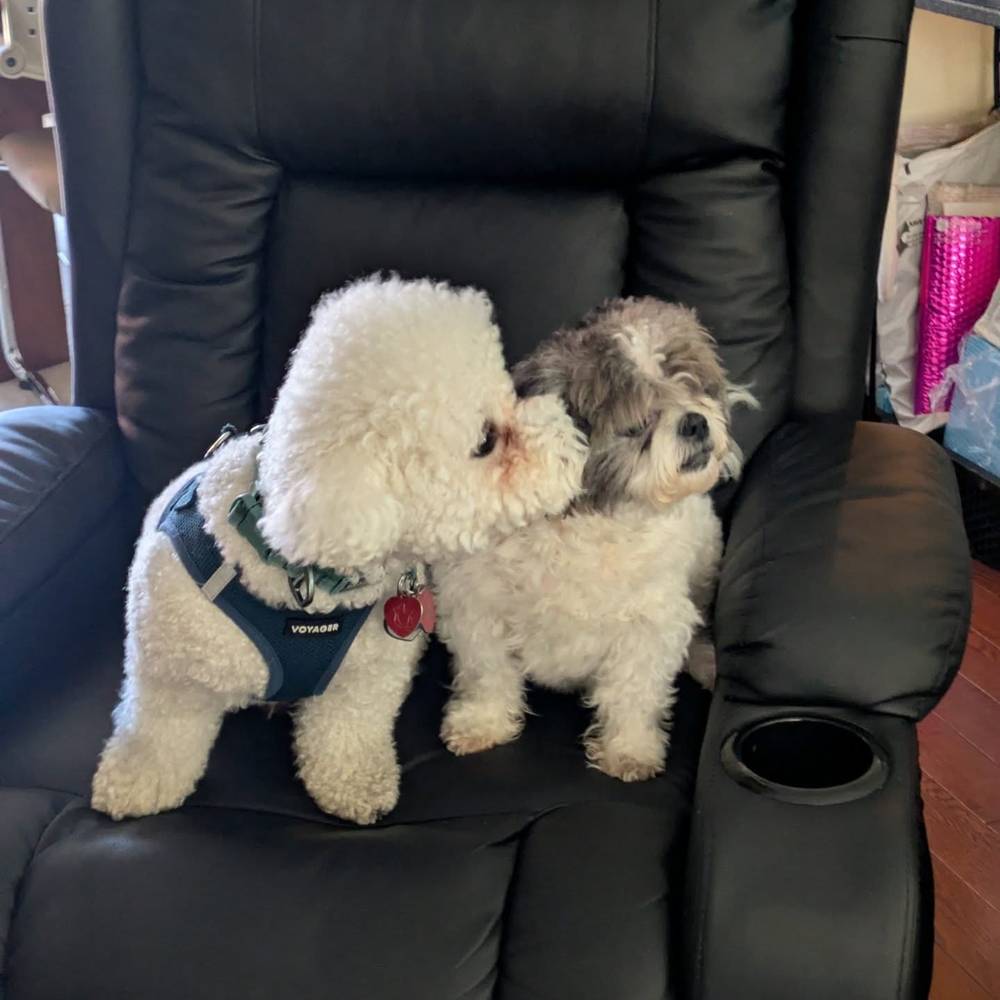 I had so much fun today at my play date with Zaphira 💕🥰 can't wait to see her again 😍, photo 2 of 2