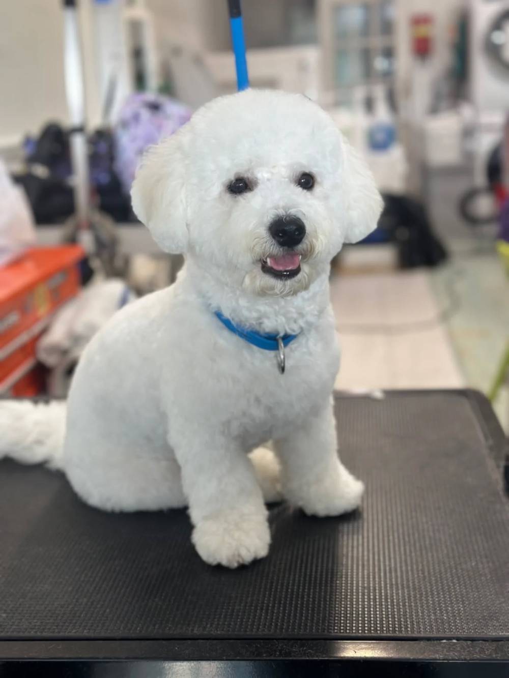 Freshly groomed on Saturday! Thank you @mad_fluff_house @animallovingcare 💕😍, photo 1 of 2