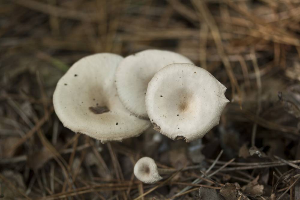 Three pale mushrooms with domed caps grow among pine needles.