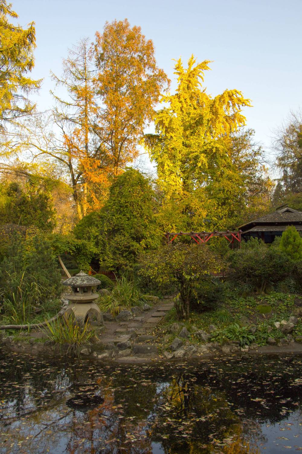 Golden autumn trees beside a small pond with a stone lantern.