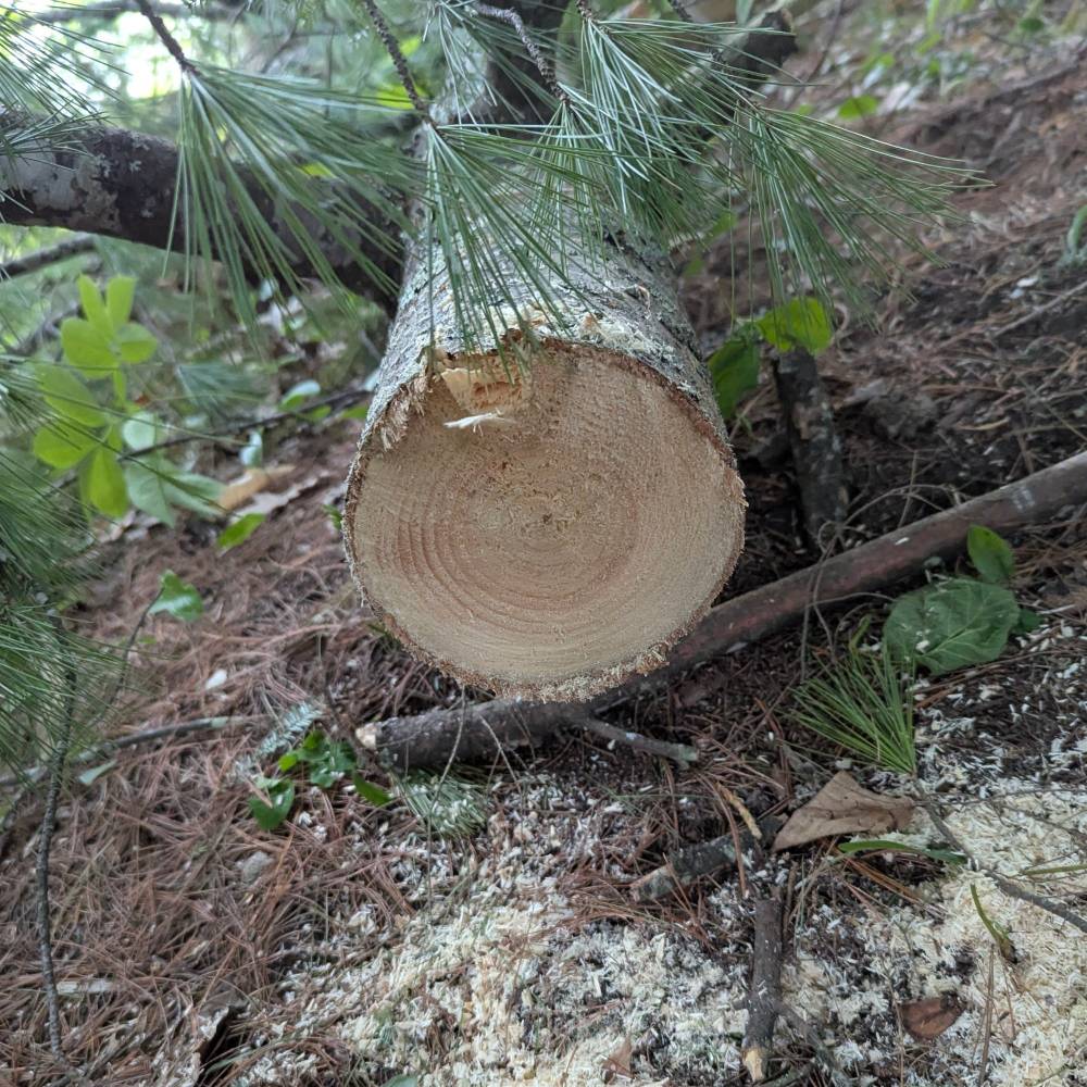 A sawn log and a pile of sawdust.