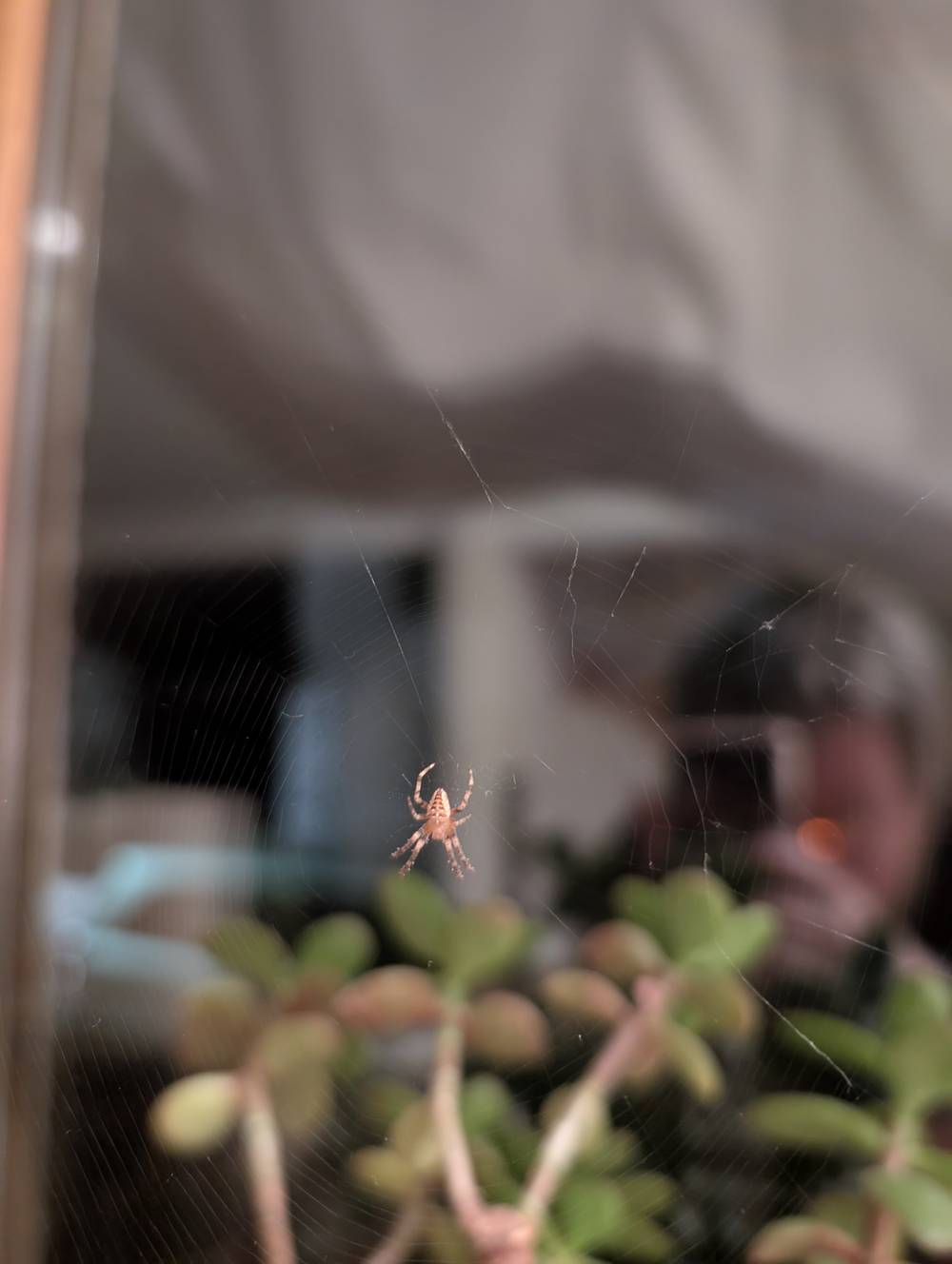 little critters