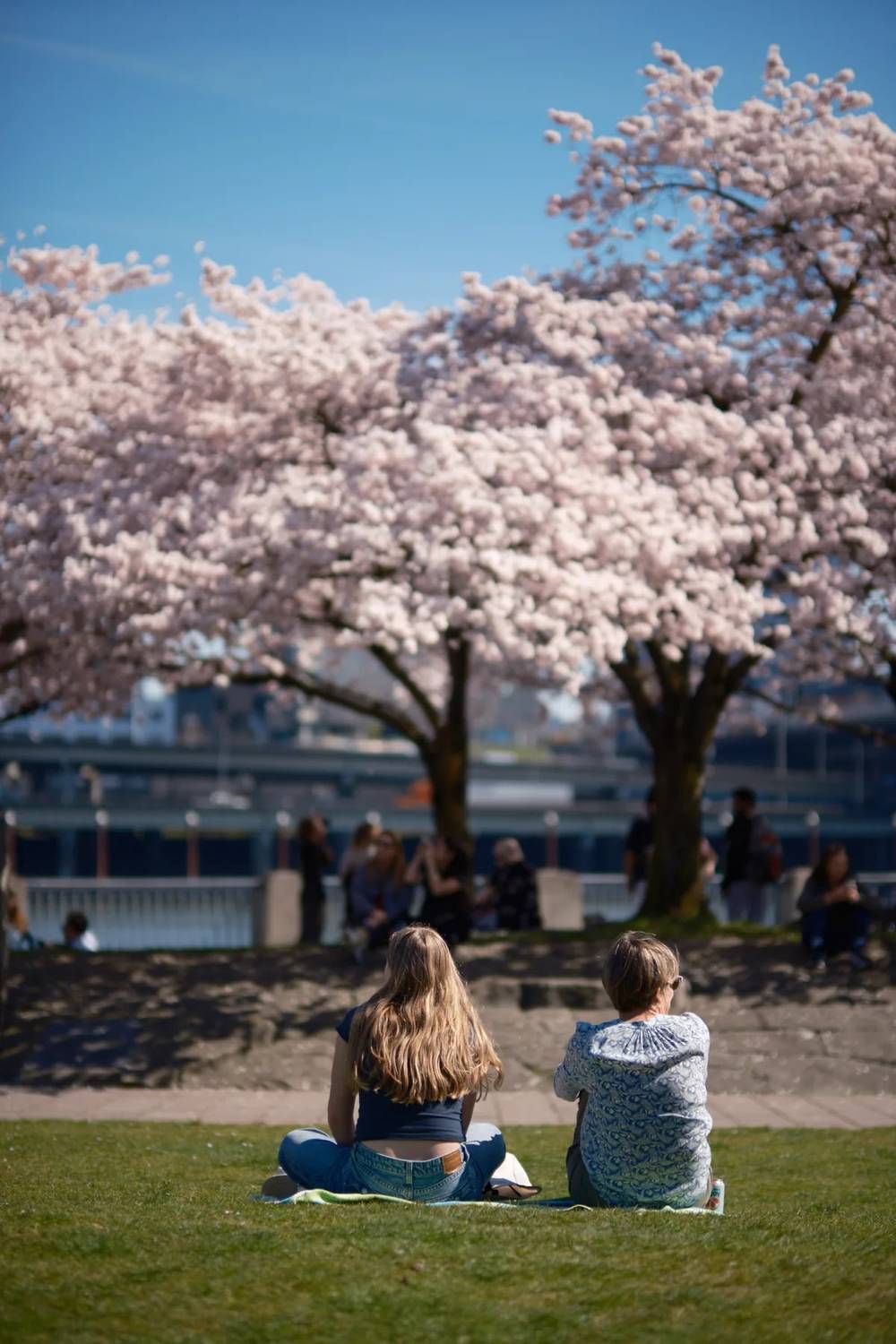 Spring Communion Under Portland's Cherry Canopy