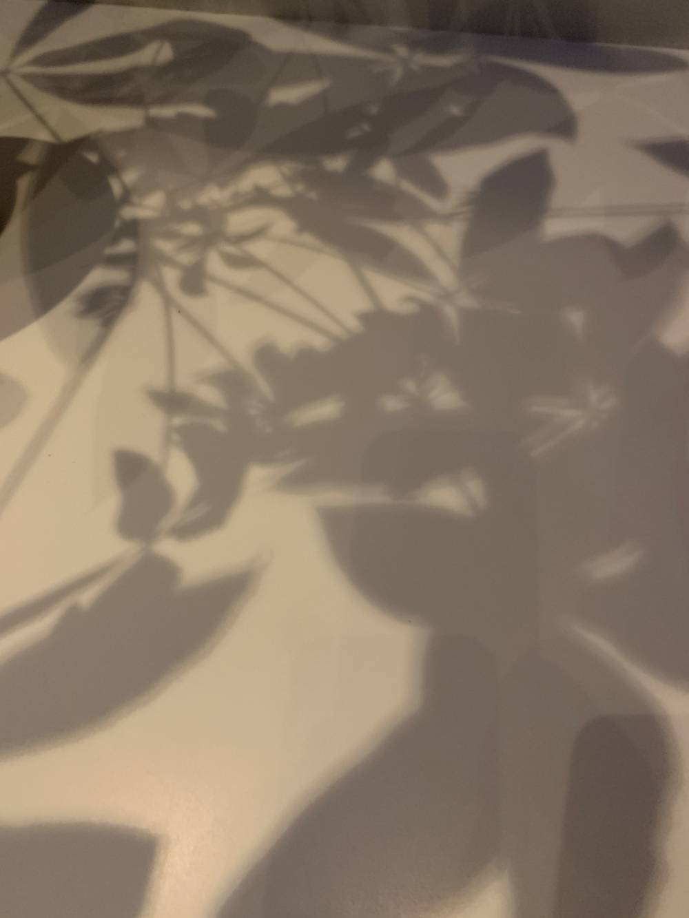 Shadows, photo 1 of 3