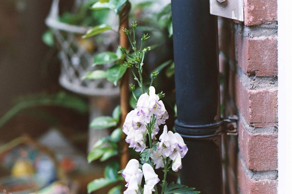 Autumn bloom