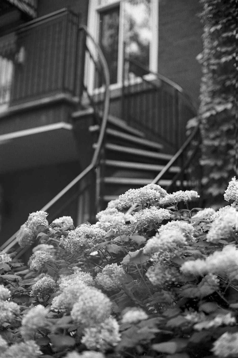 Staircase and Flowers