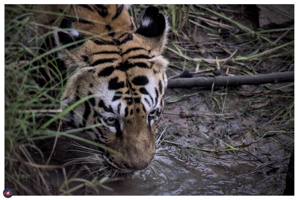 Jungle Diaries.