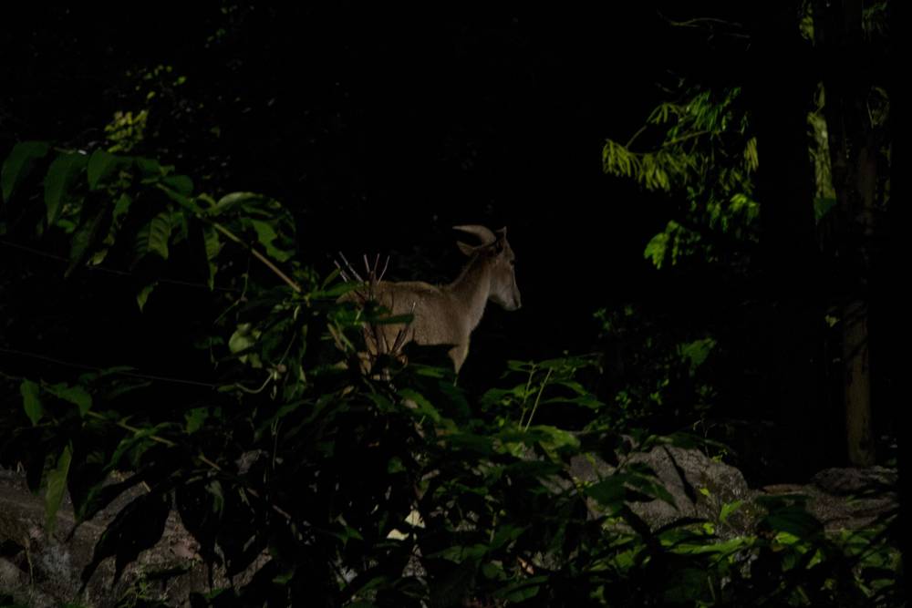 A goat-like serow stands among vegetation, lit for a night safari view.