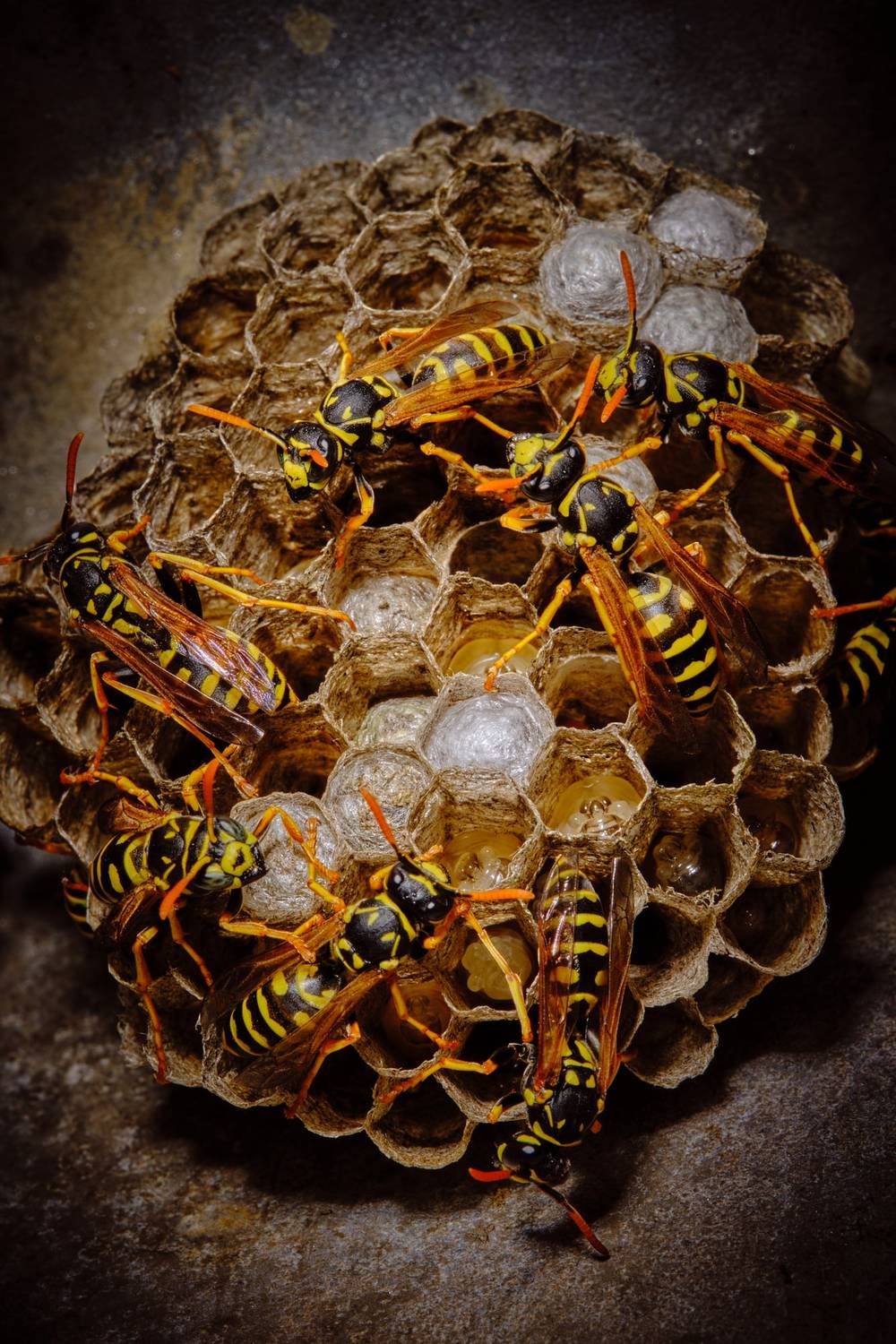 Paper Wasp Colony on Hexagonal Nest