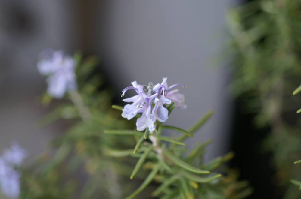 rosemary