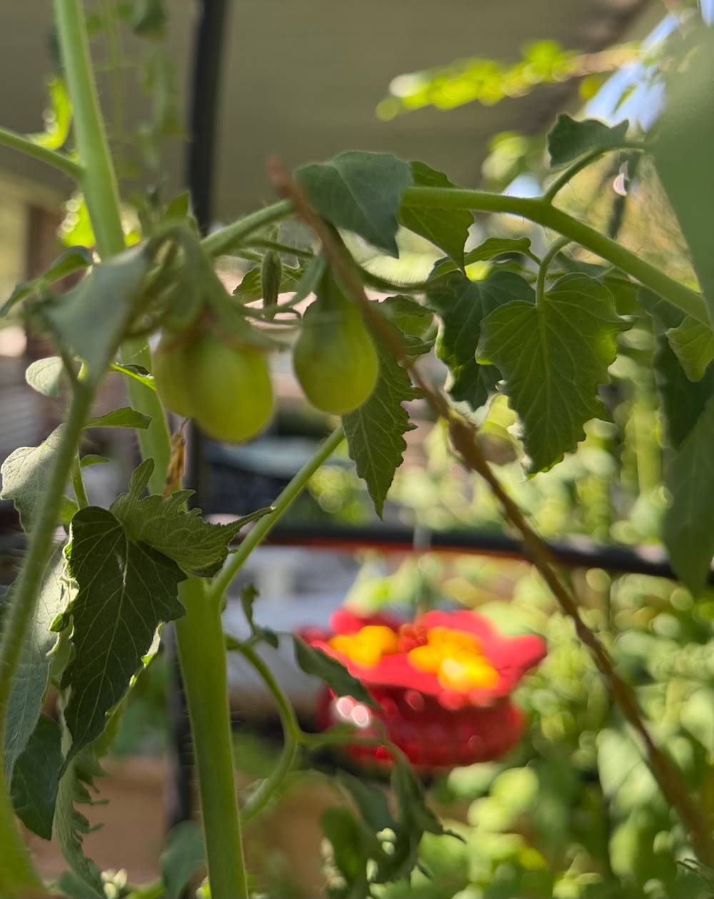 I see tomatoes!