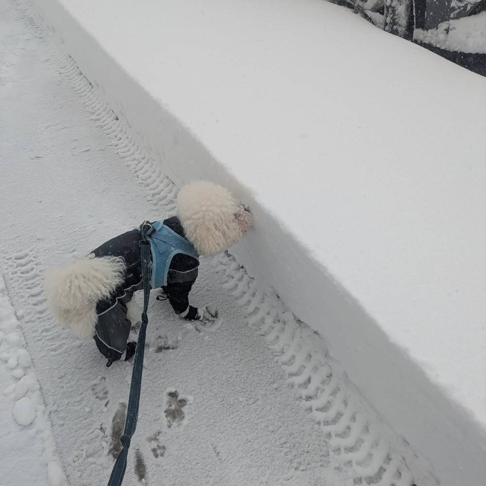 Reporting from Bay Ridge- snow is taller than a Bichon, but I eventually found a poop spot 😌