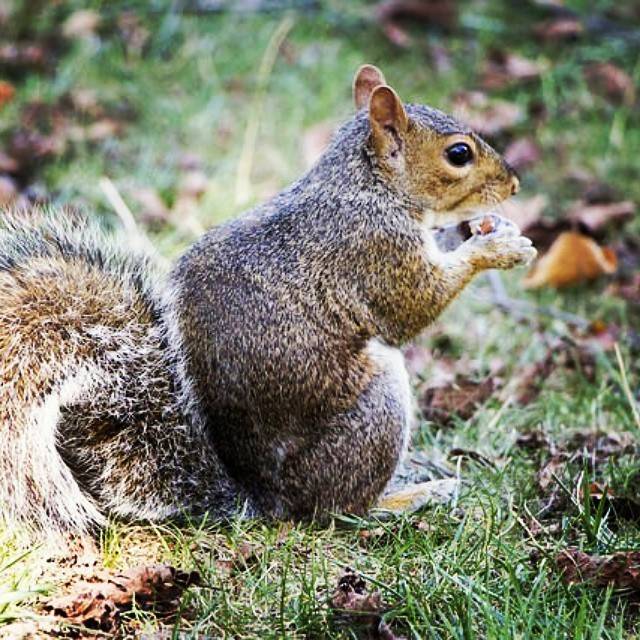 A grey squirrel sitting on grass eating a nut.