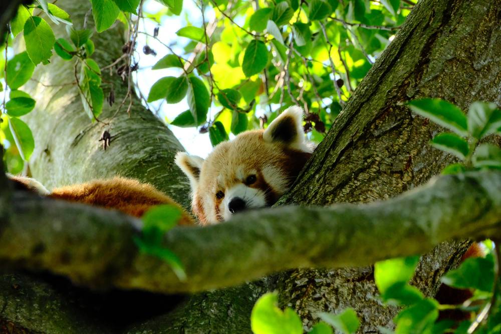 Red panda