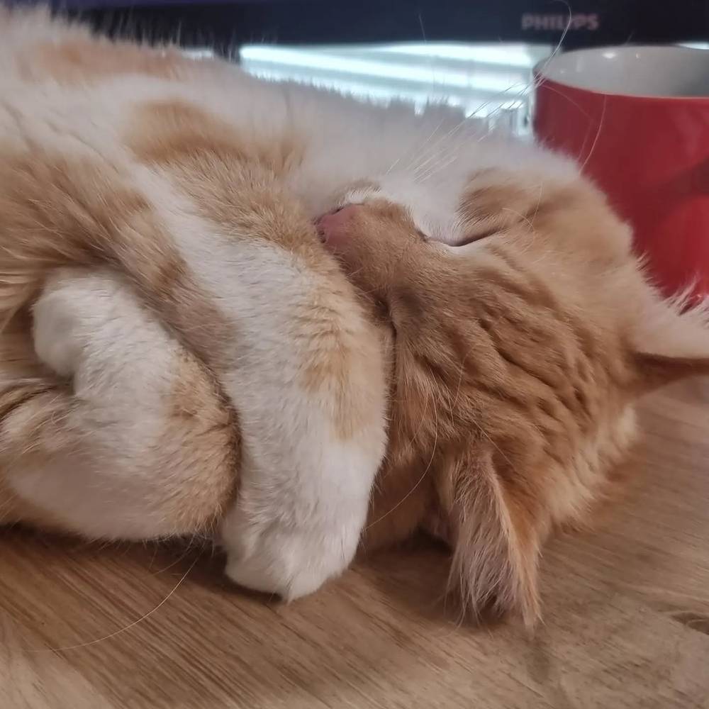 Close-up of a ginger and white cat curled up asleep next to a red mug.