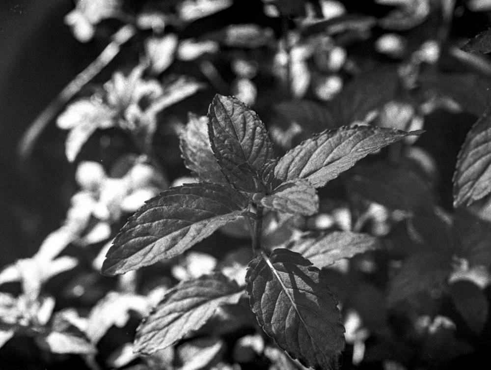A close-up of mint leaves in black and white.