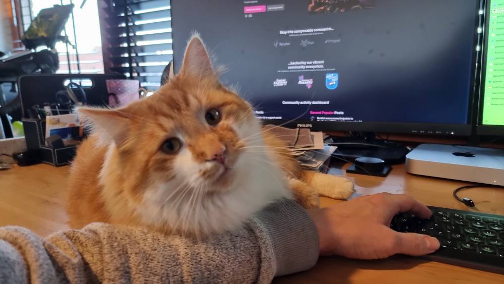Orange cat laying on a desk on top of the left arm of his hooman
