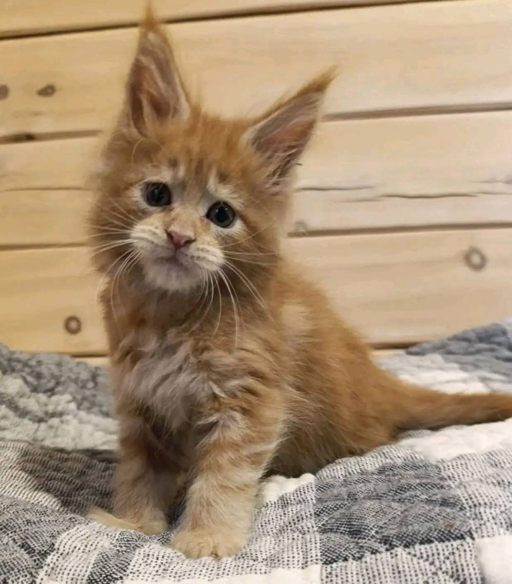 Tiny Paws, Big Love 🐾❤️
