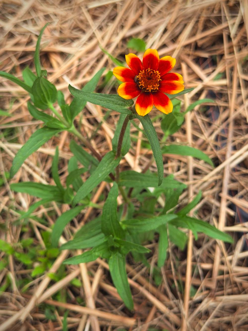 zinnia