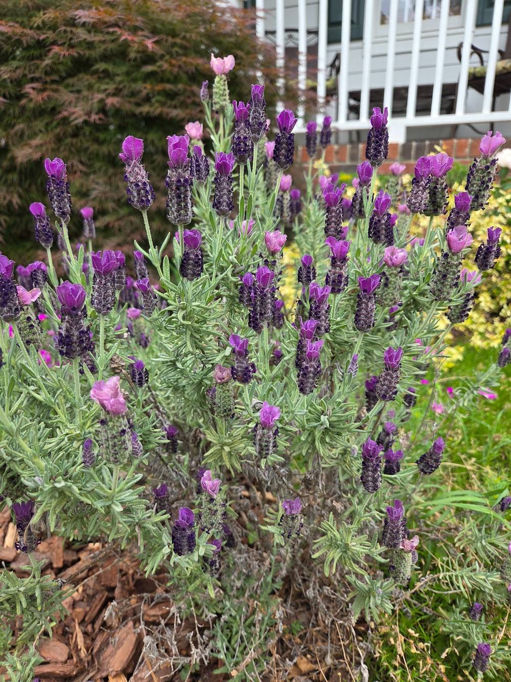 Blooming purple Spanish lavender