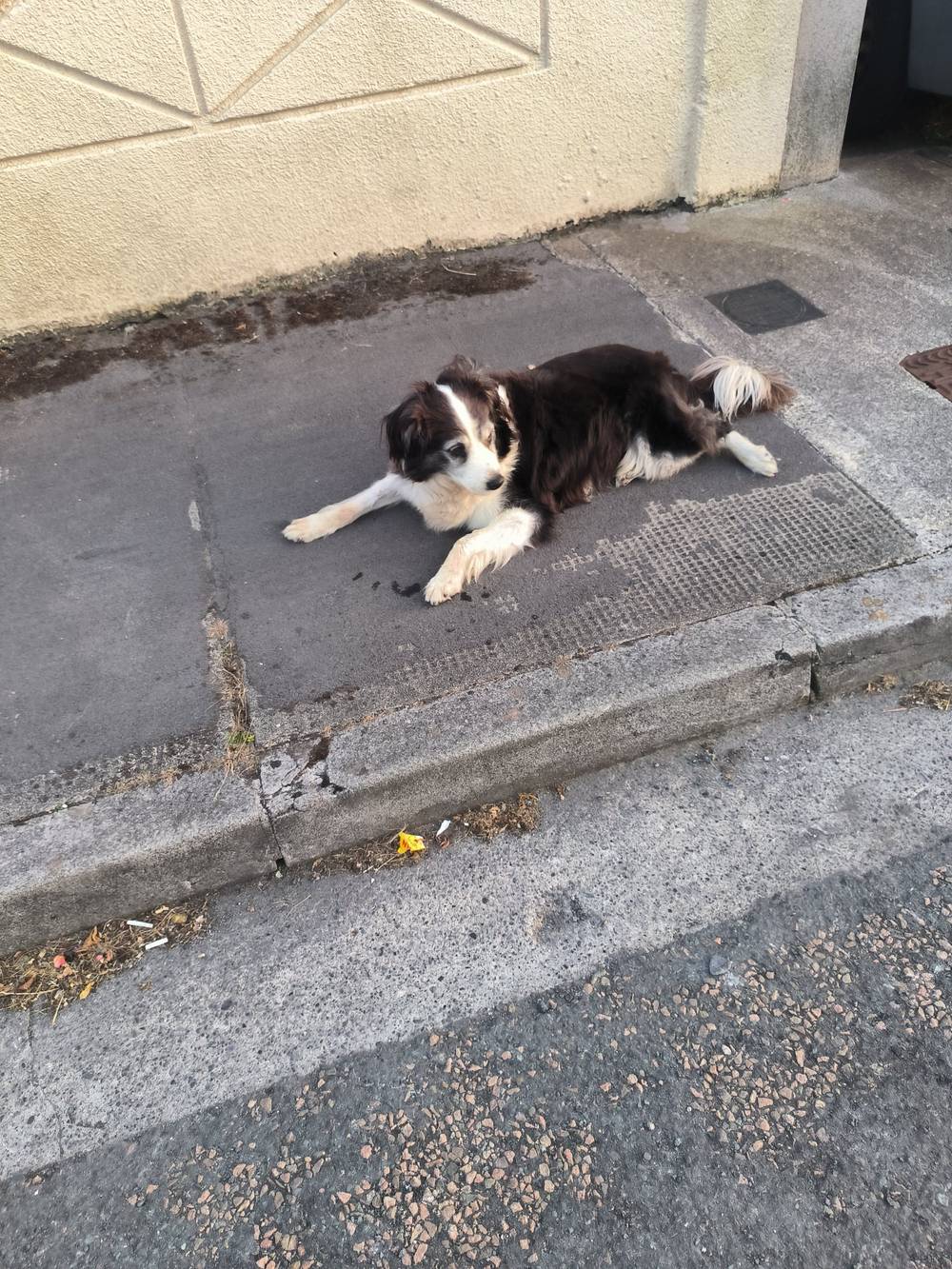 Old black and white collie dog lying in the street, watching the world go by.