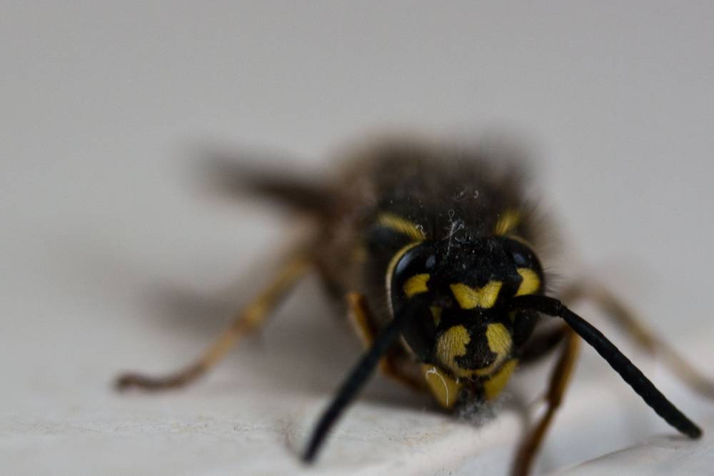 An extreme macro close-up of a wasp's head and legs.