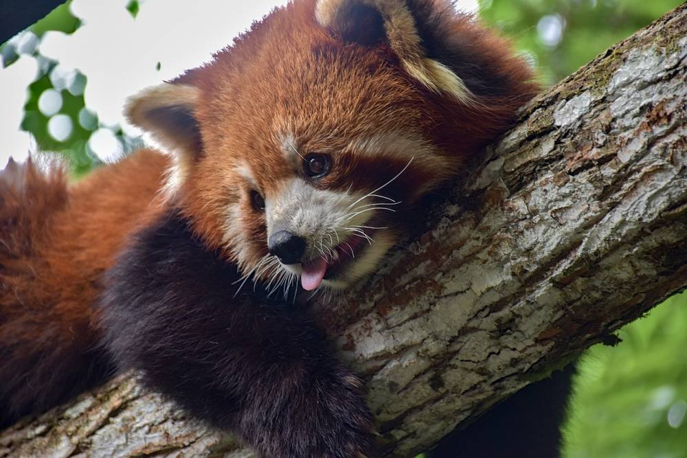 Blep