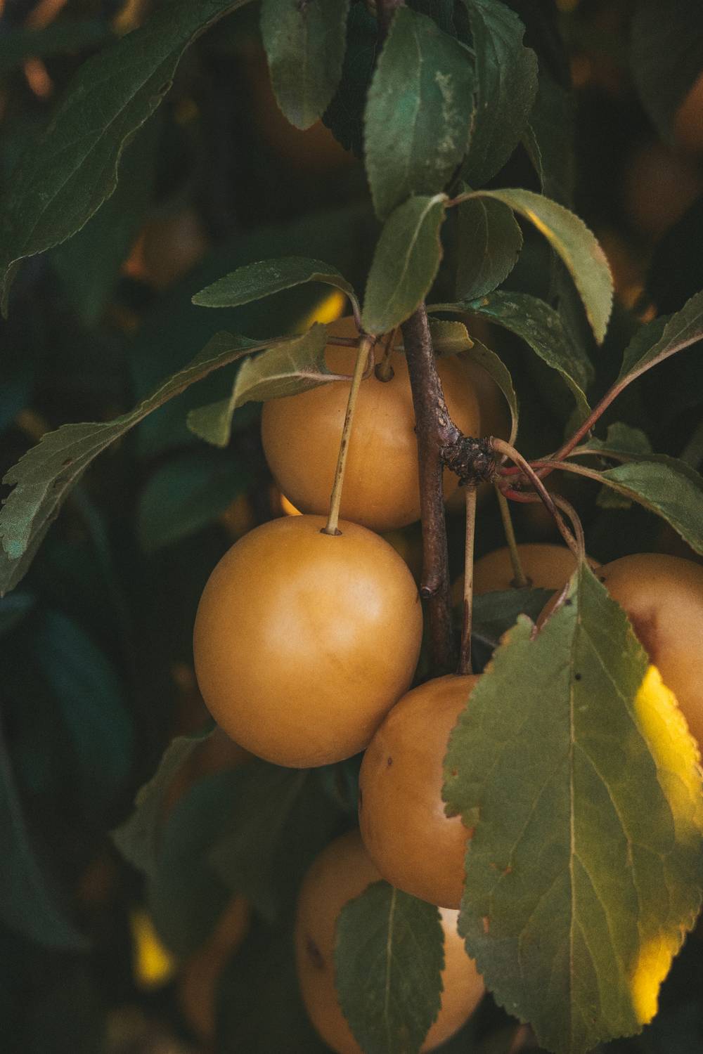 Summer Harvest