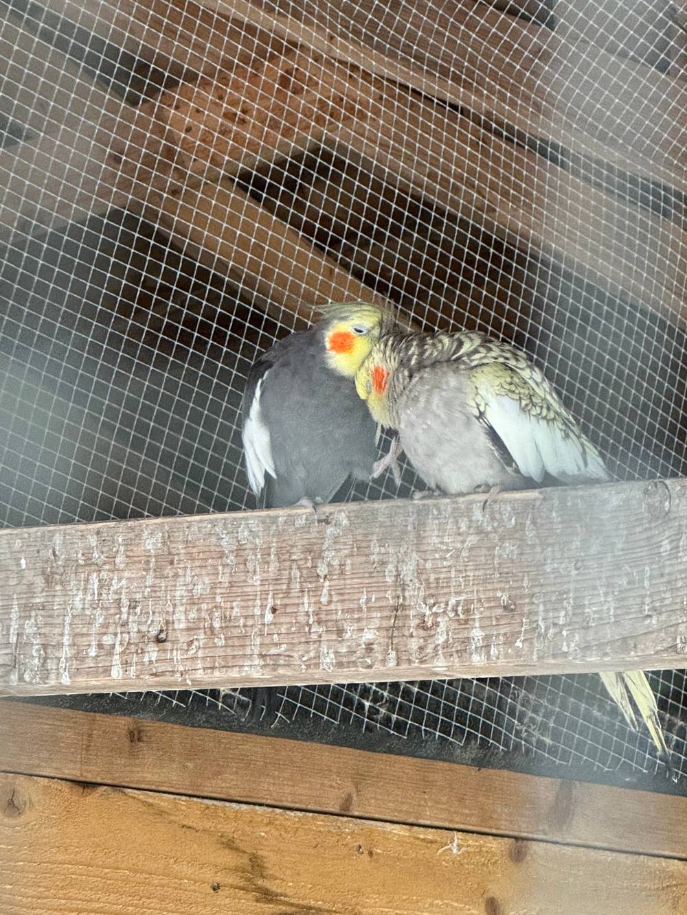 birds snuggling on a piece of wood