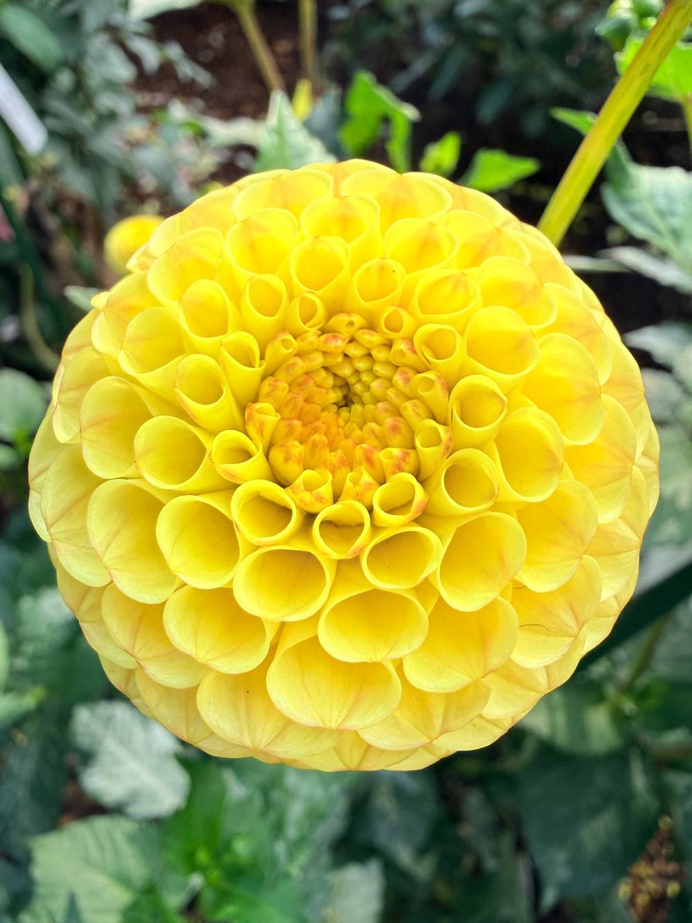 Dahlias of Volunteer, photo 1 of 12
