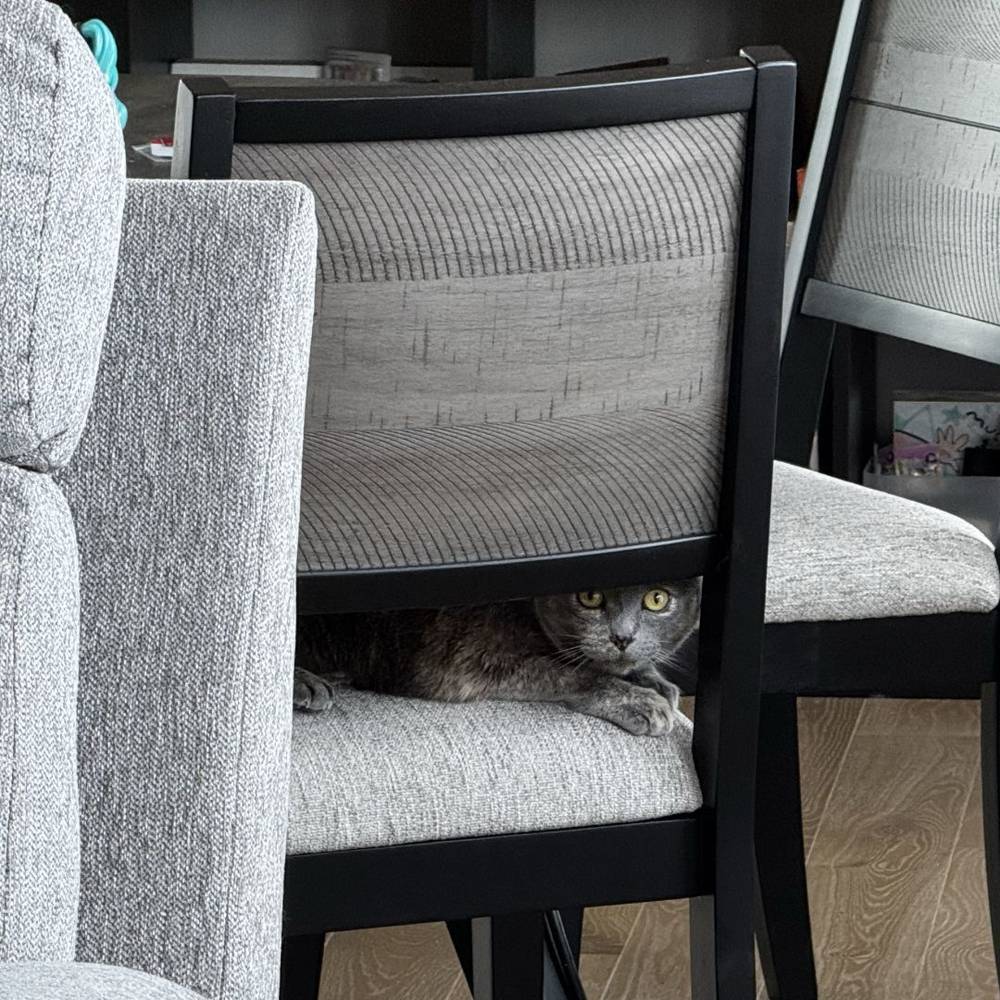 i think my cat is a spy??