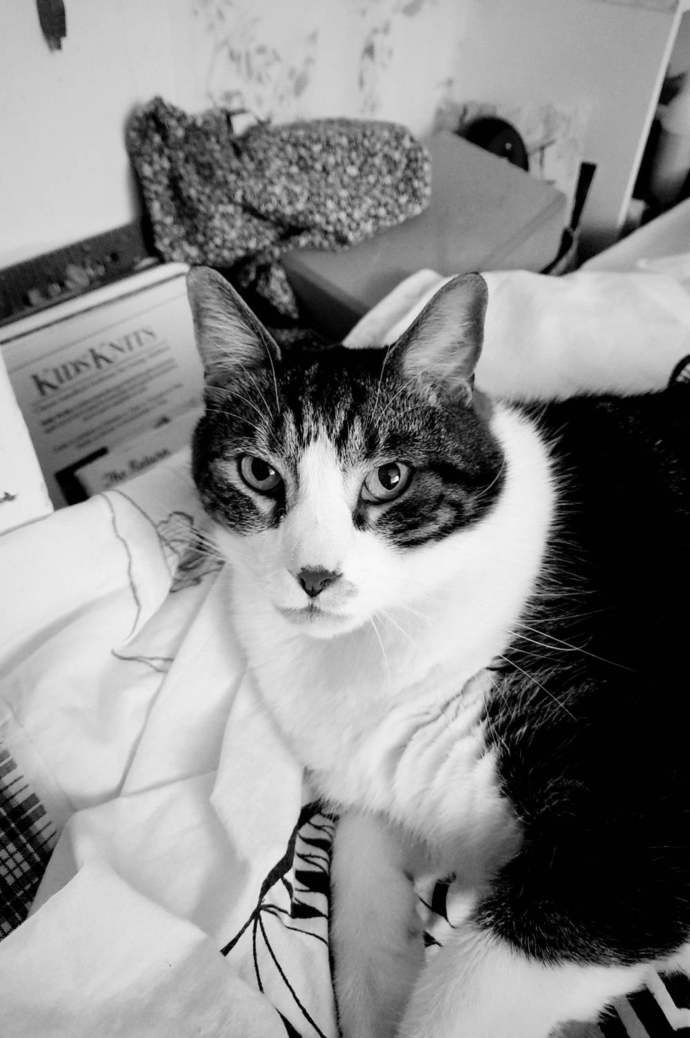 Let’s test this out. Probably best to start with a cat. Meet Mobi. 