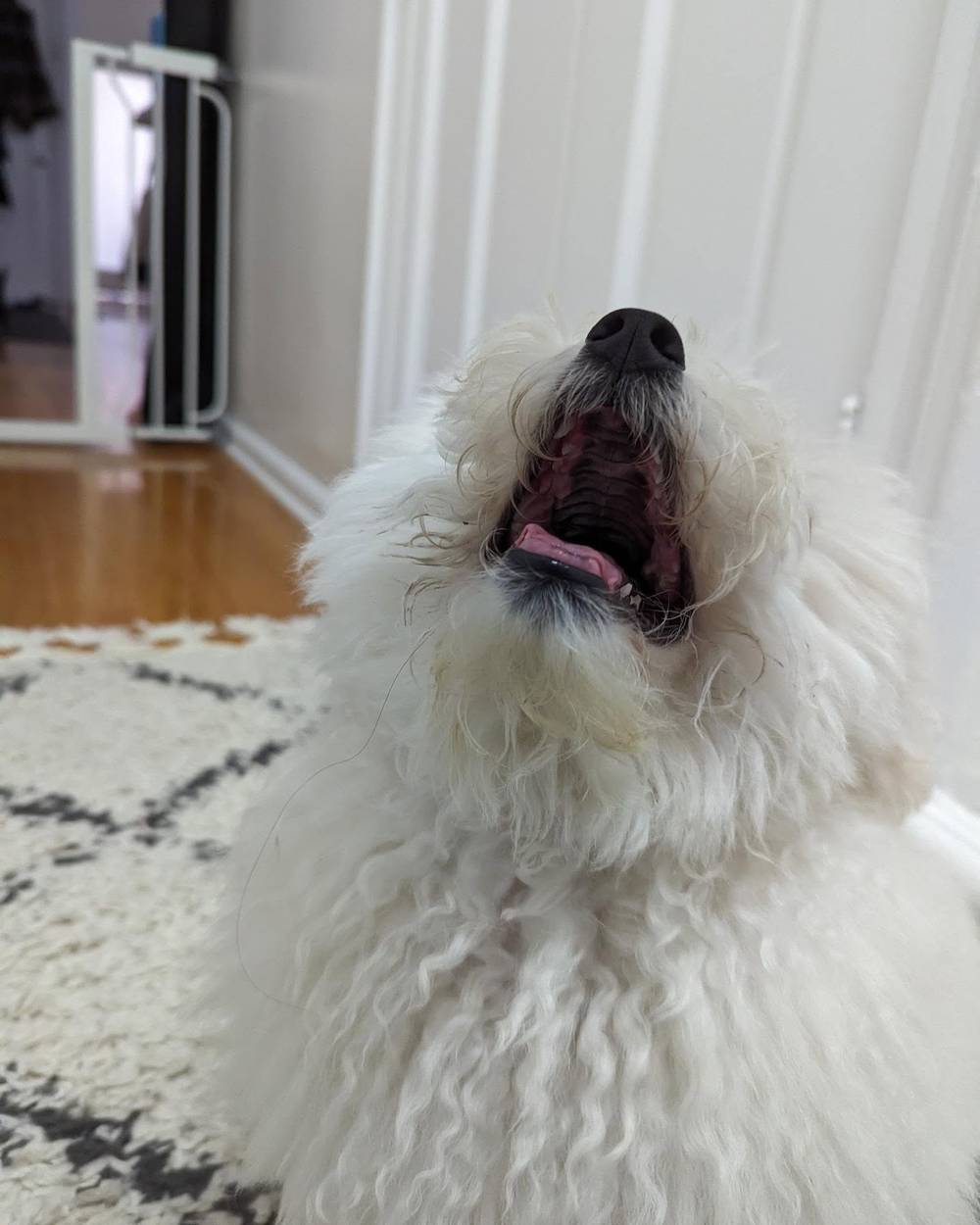 Kibi's baby teeth have started to fall out 😭 He's growing up so fast