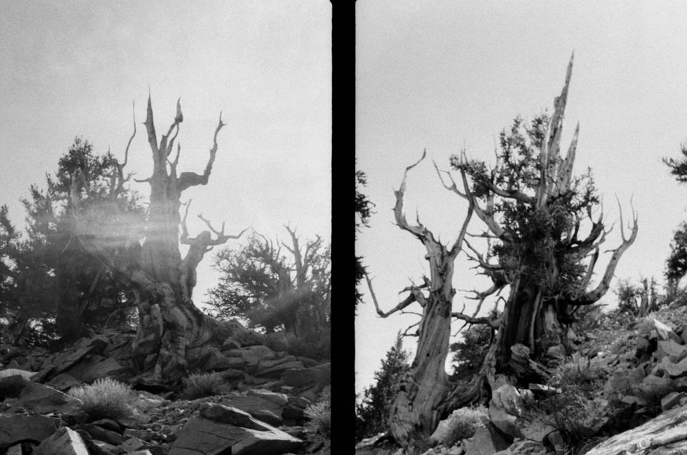 Ancient Bristlecone Pine Forest 