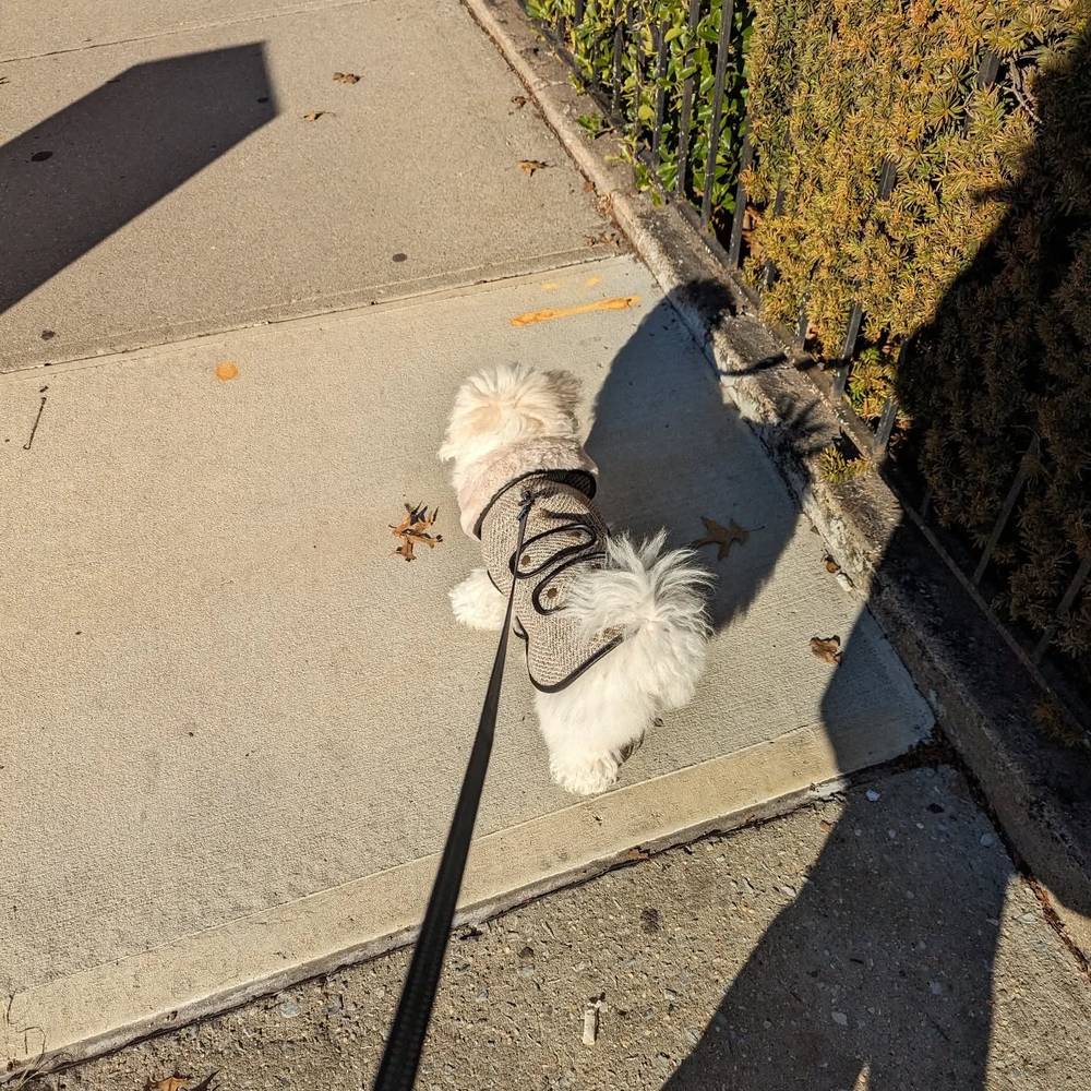 Kibi normally doesn't like clothing, but he likes this coat ☺️