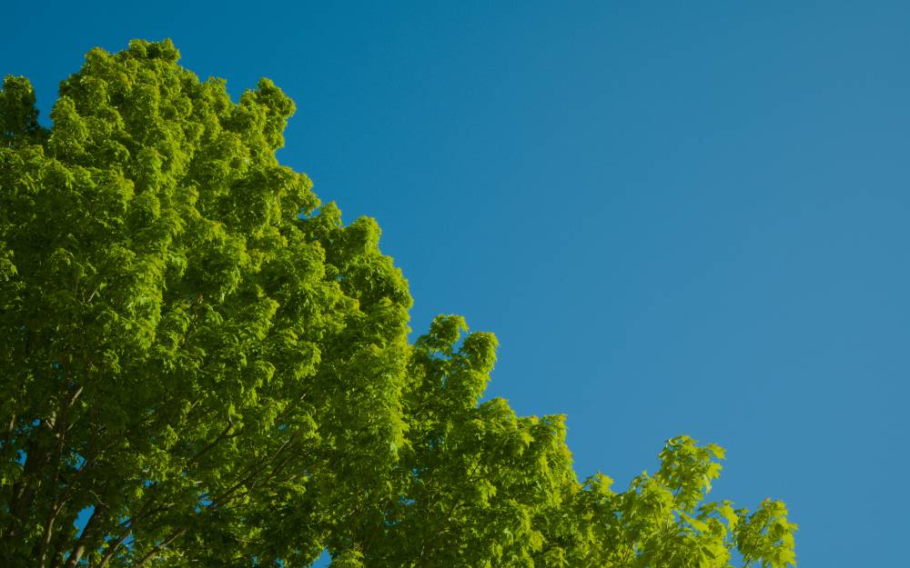 Fresh bright green spring-time leaves against a clear blue sky