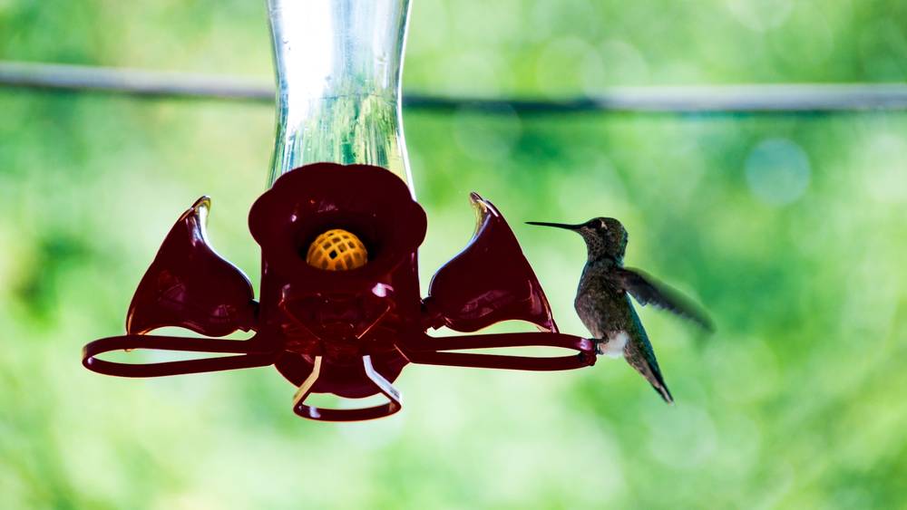 Hungry Bird
