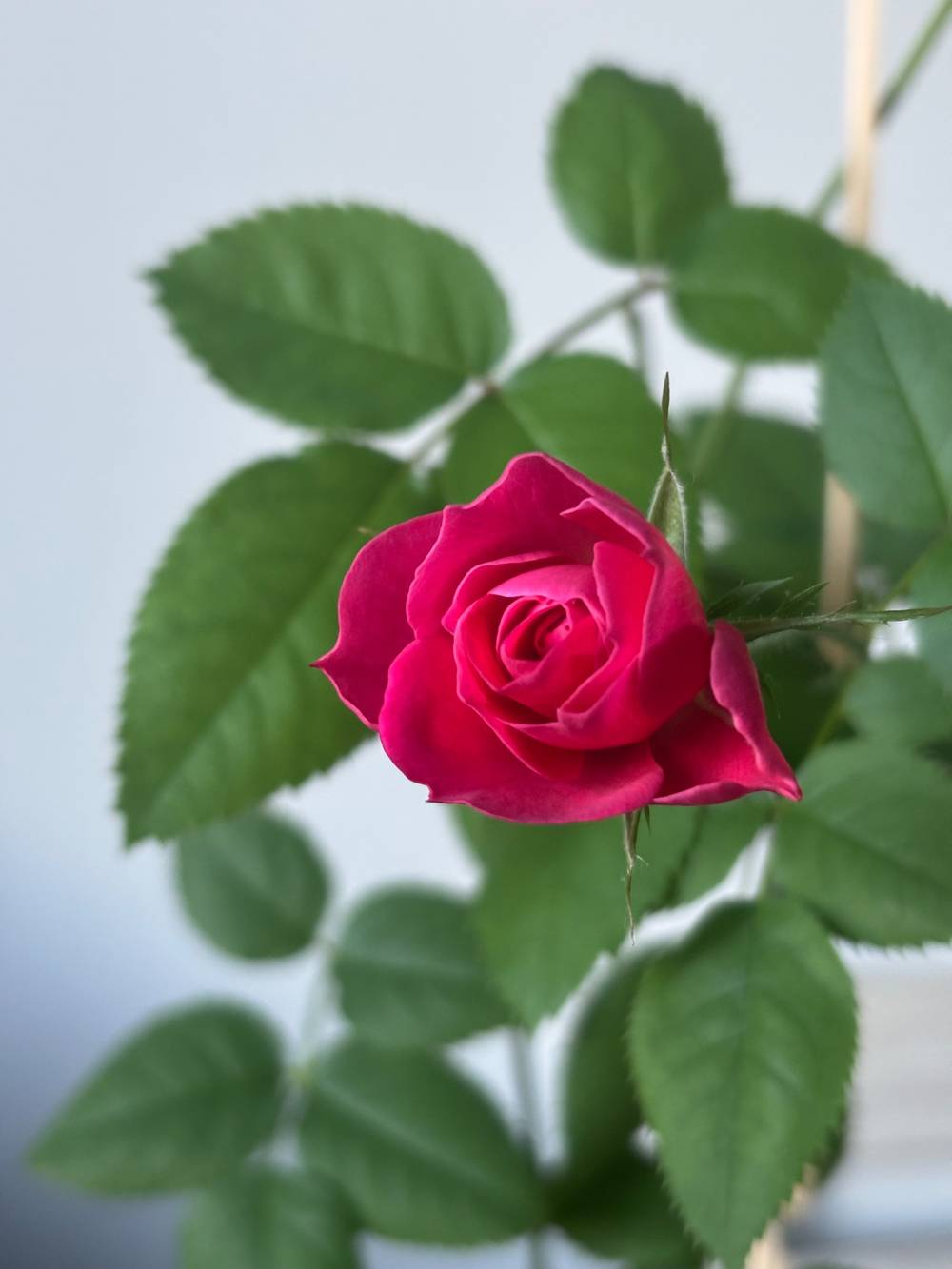A deep magenta-pink rose in mid-bloom, its tightly spiralled centre opening into softly ruffled outer petals.

The flower sits on a thorny stem alongside a small, still-closed bud.

Lush, serrated green leaves fill the background, slightly out of focus against a pale grey-white wall.

A thin bamboo or wooden stake is partially visible on the right edge, suggesting the plant is supported and likely potted indoors.