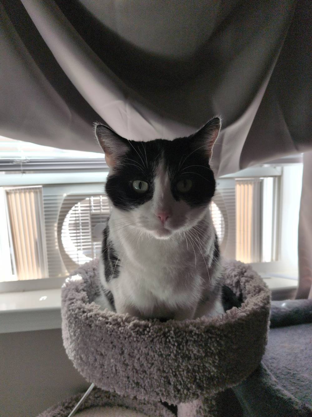 A picture of Lenny in his tree in front of a fan