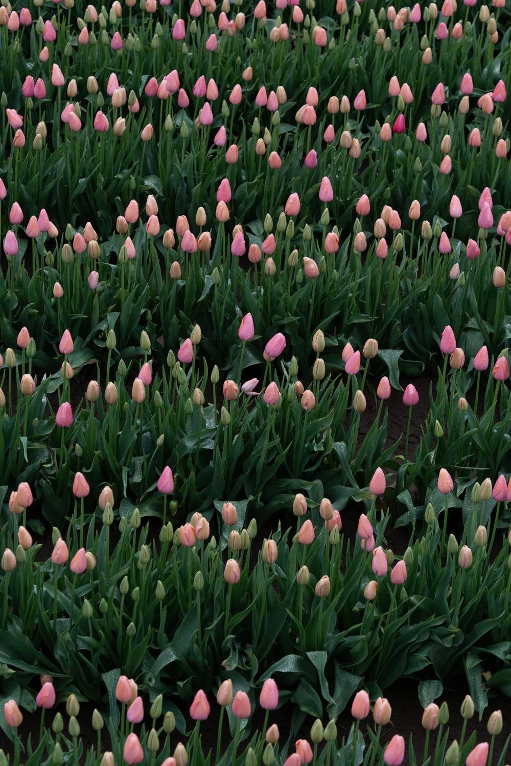 Neat rows of pink tulips
