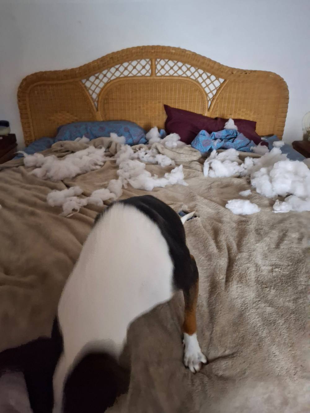 dog on bed with ripped up pillow filling
