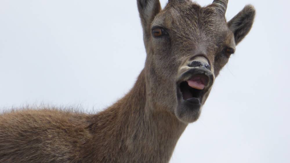Chamois, photo 1 of 2