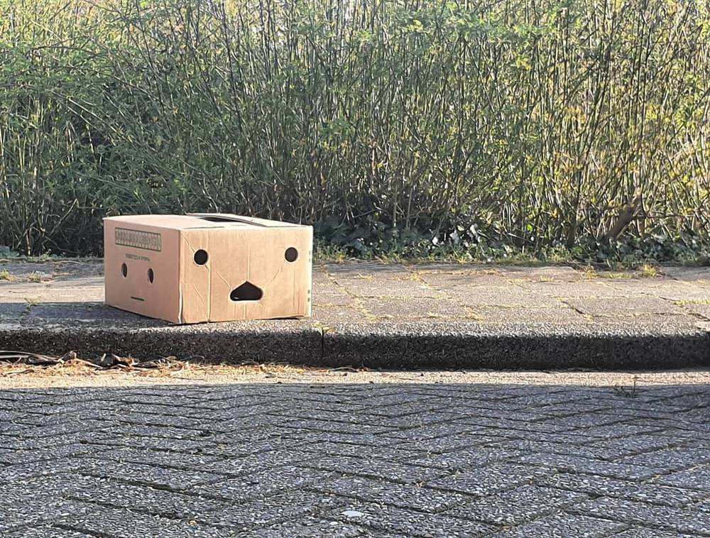 A cardboard box with a hand-drawn face sitting on a paved path beside tall reeds.