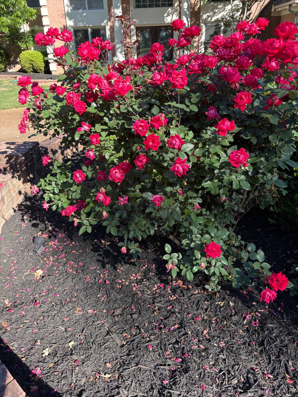 Roses